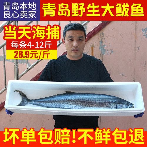 鲅鱼新鲜鲜活野生大鲅鱼深海冷冻水产大马鲛鱼水饺顺丰包邮青岛鱼 - 图0