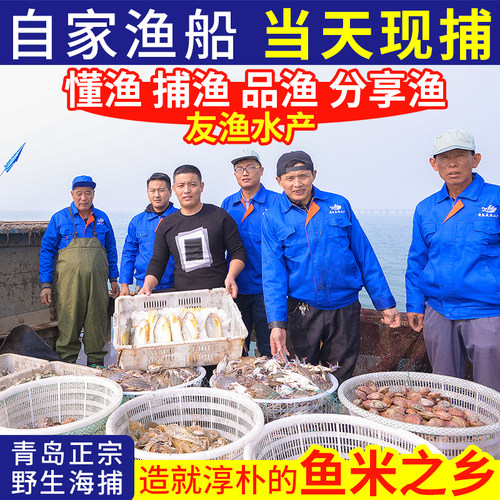 鲅鱼新鲜鲜活野生大鲅鱼深海冷冻水产大马鲛鱼水饺顺丰包邮青岛鱼 - 图2