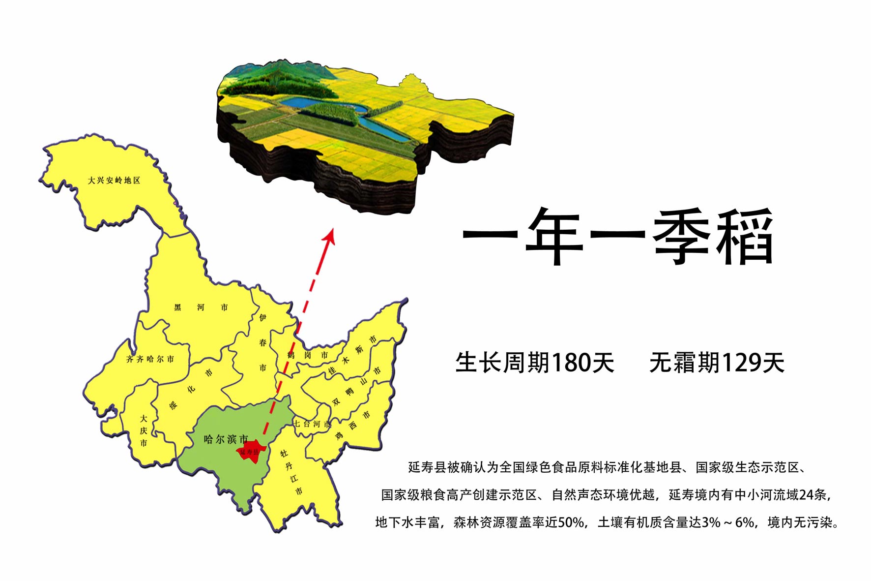 东北当季现磨新米 延寿县亮珠河精品龙稻18大米5kg10斤 真空包邮 - 图2