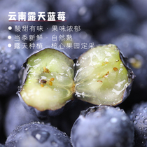 One eat super Shuang Yunnan Plateau blueberry fruity sour sweet natural L25 Organic way to grow more than 12mm