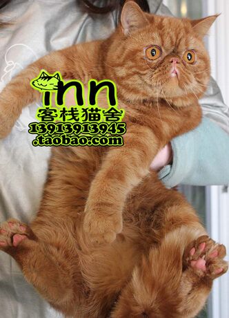 british shorthair garfield