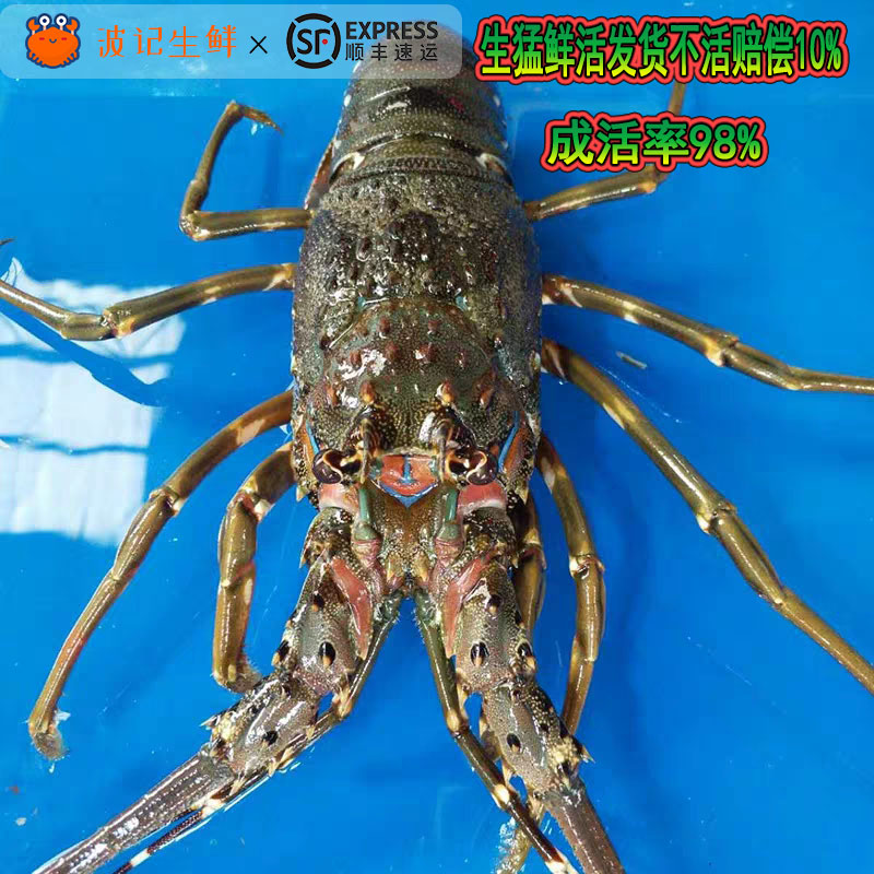 进口鲜活青龙虾 4只2斤新鲜澳洲大龙虾海鲜海产波士顿特大10 包邮 - 图0