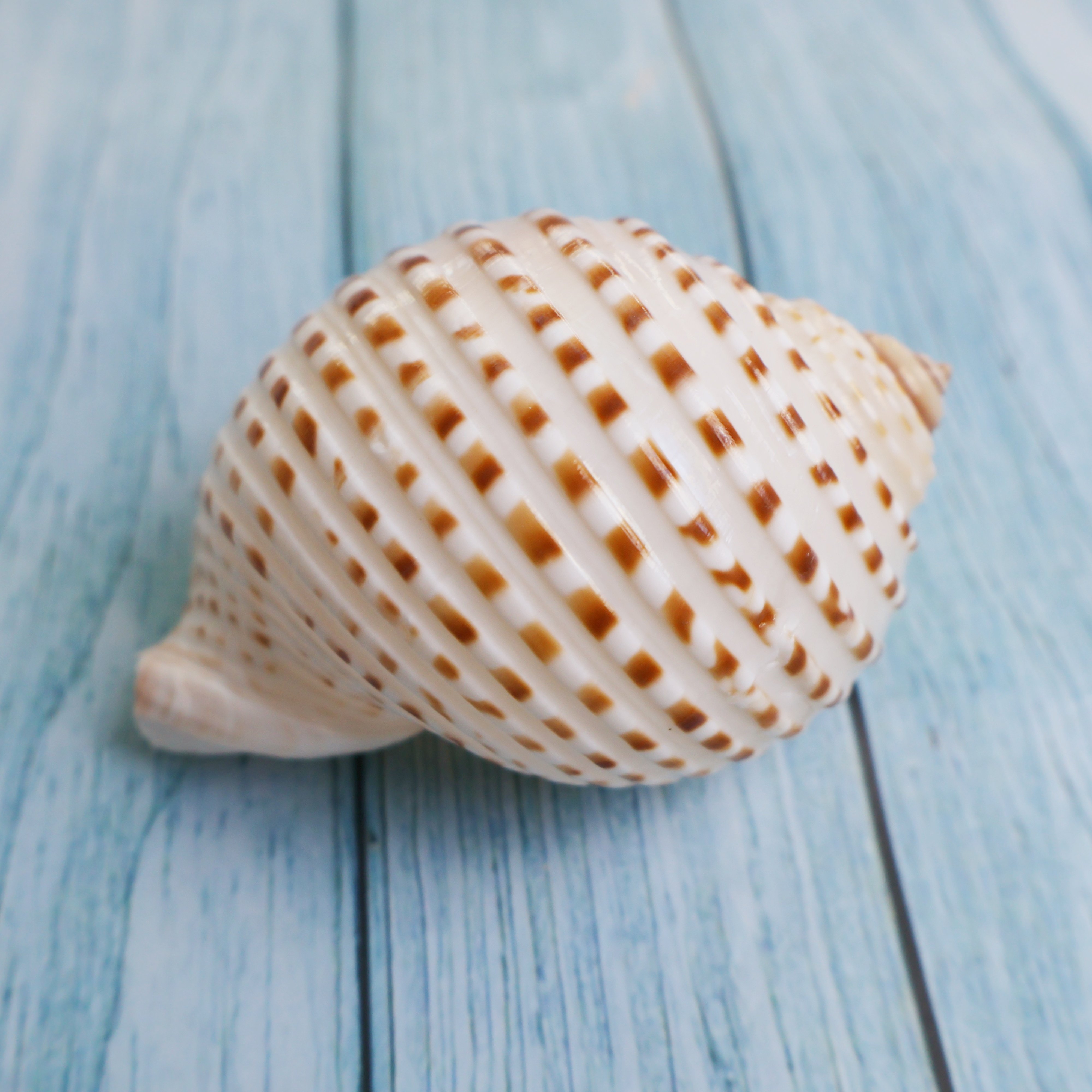 花点琴螺天然海螺贝壳鱼缸水族造景卷贝鱼繁殖壳多肉花盆底座摆件,淘宝优惠券,粉丝福利购,淘宝优惠卷