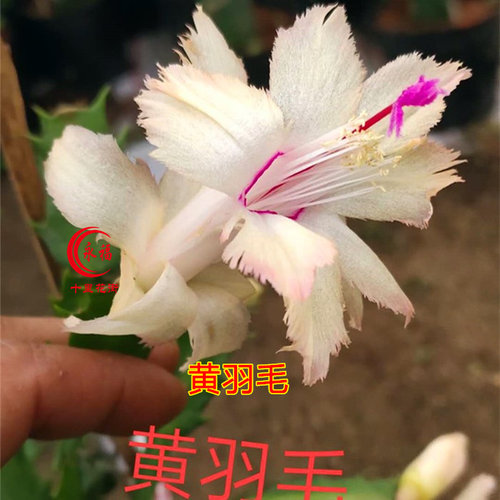 永福十里花街 盆栽 嫁接 进口蟹爪兰 阳台花卉 带盆土配架子发货 - 图2