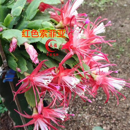 永福十里花街 盆栽 嫁接 进口蟹爪兰 阳台花卉 带盆土配架子发货 - 图3