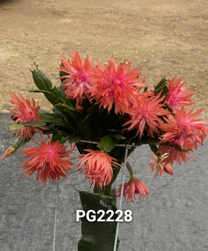 无根叶片 新品 重瓣蟹爪兰 不老 一枝发货 花卉绿植 永福十里花街 - 图0
