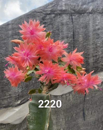 无根叶片 新品 重瓣蟹爪兰 不老 一枝发货 花卉绿植 永福十里花街 - 图1