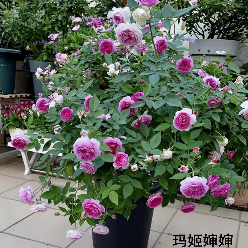 月季玛姬婶婶大苗阳台盆栽浓香三季开花庭院地栽抗病抗晒丰花抗寒,淘宝优惠券,粉丝福利购,淘宝优惠卷