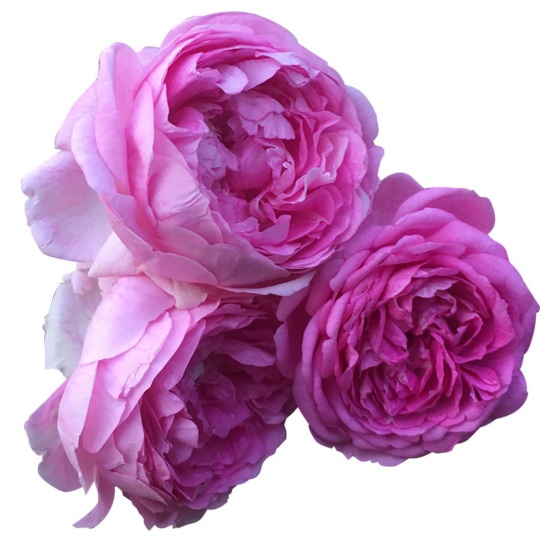 月季玛姬婶婶大苗阳台盆栽浓香三季开花庭院地栽抗病抗晒丰花抗寒,淘宝优惠券,粉丝福利购,淘宝优惠卷