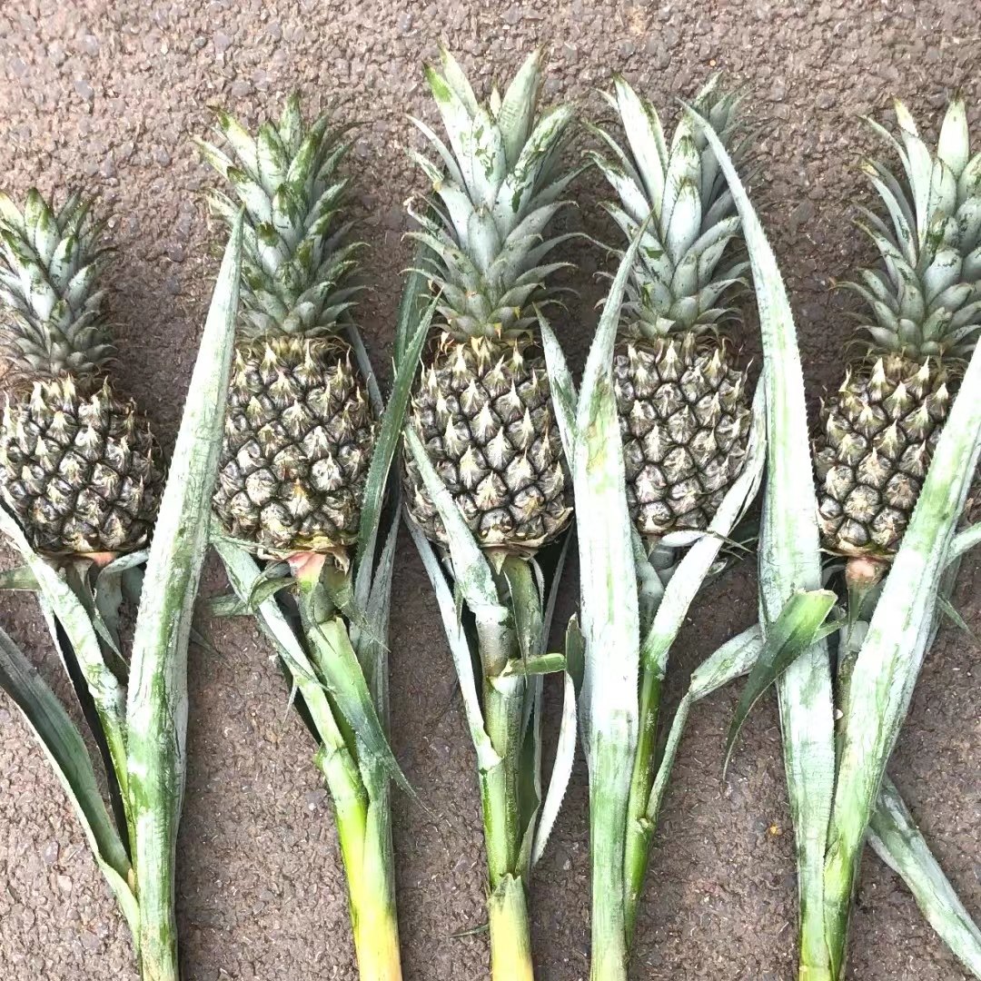 水养菠萝黑凤梨鲜花清新空气室内水培植物长花期鲜花带根,淘宝优惠券,粉丝福利购,淘宝优惠卷