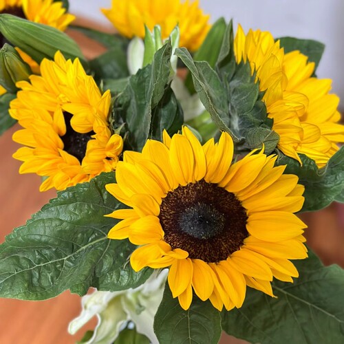 【中花】新鲜向日葵鲜花长花期云南昆明基地直发节日花束水养鲜花 - 图2