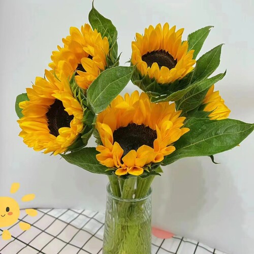 【中花】新鲜向日葵鲜花长花期云南昆明基地直发节日花束水养鲜花 - 图0