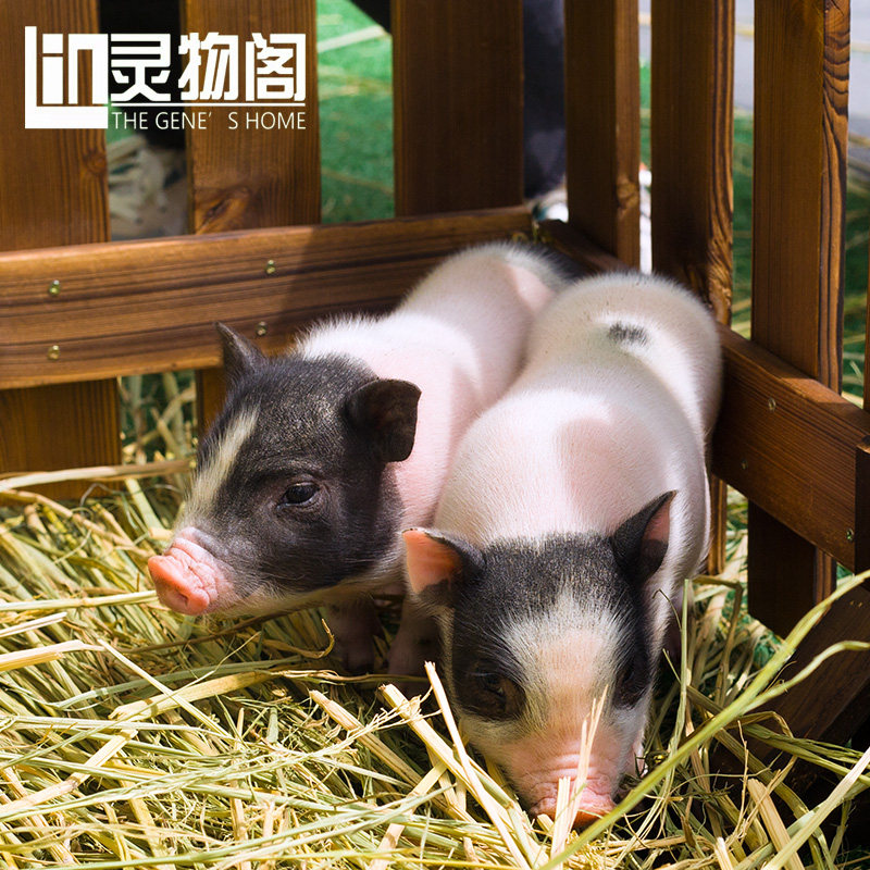 迷你小香猪泰国小型萌宠长不大活体宠物猪家养好养幼崽活物猪,淘宝优惠券,粉丝福利购,淘宝优惠卷