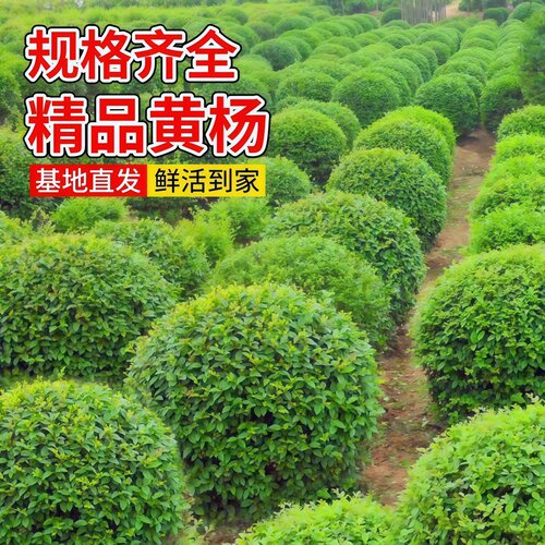 小叶黄杨球瓜子黄杨四季常青别墅地栽庭院花坛耐寒绿化植物篱笆墙 - 图0
