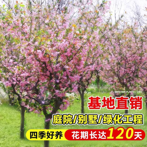 海棠树苗西府垂丝北美海棠苗地栽盆栽花卉风景树庭院植物大型树苗 - 图3