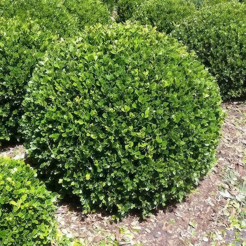 小叶黄杨球瓜子黄杨四季常青别墅地栽庭院花坛耐寒绿化植物篱笆墙 - 图2