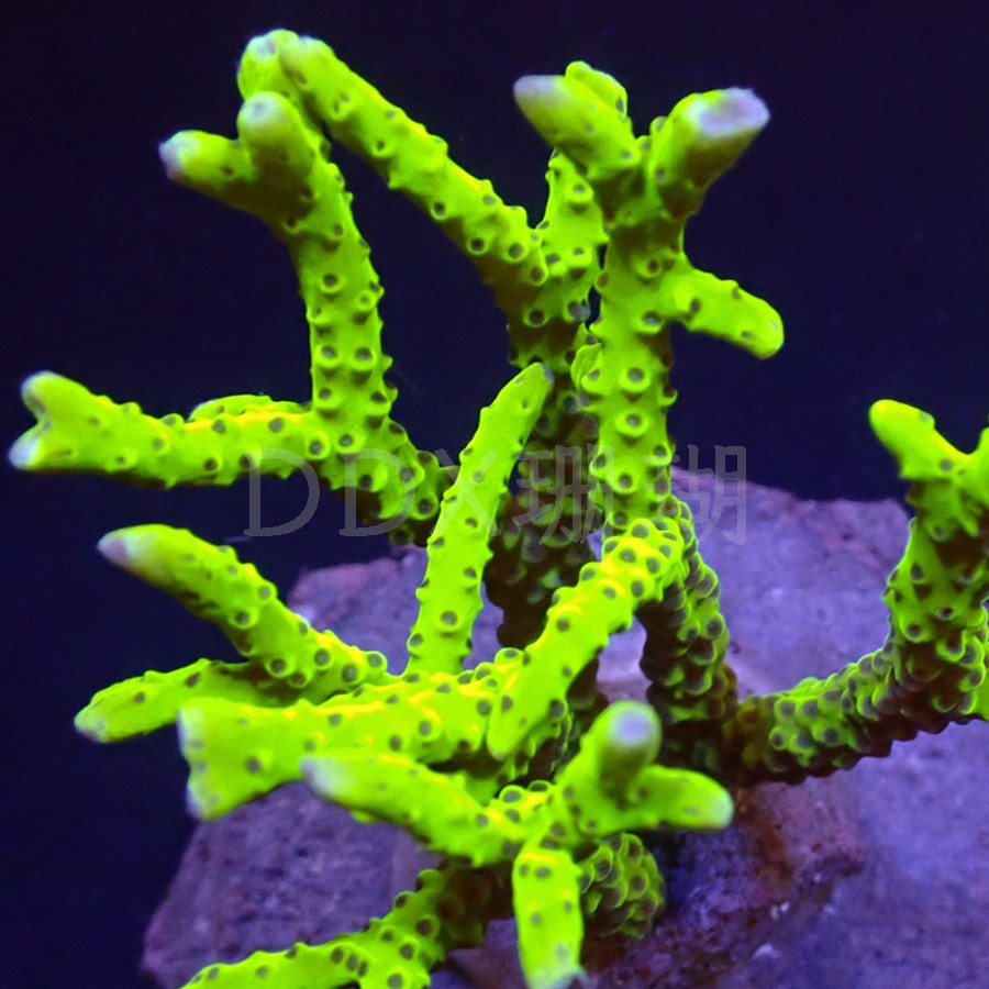 硬骨珊瑚SPS海缸硬骨好养印尼叠牙鸟巢图钉澳洲猫骨海水鱼缸,淘宝优惠券,粉丝福利购,淘宝优惠卷