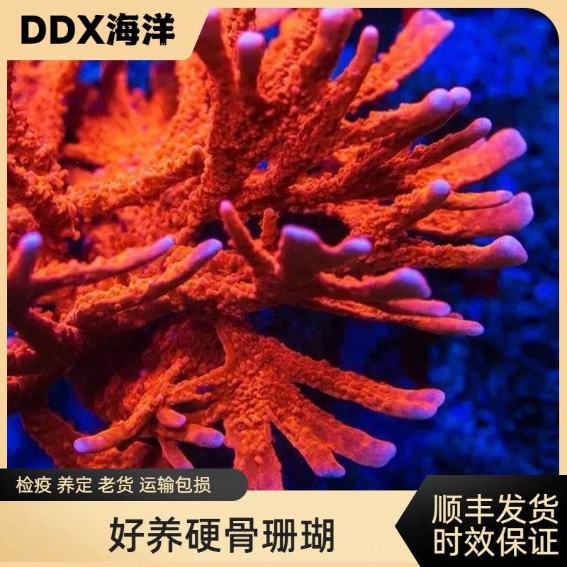 硬骨珊瑚SPS海缸硬骨好养印尼叠牙鸟巢图钉澳洲猫骨海水鱼缸,淘宝优惠券,粉丝福利购,淘宝优惠卷