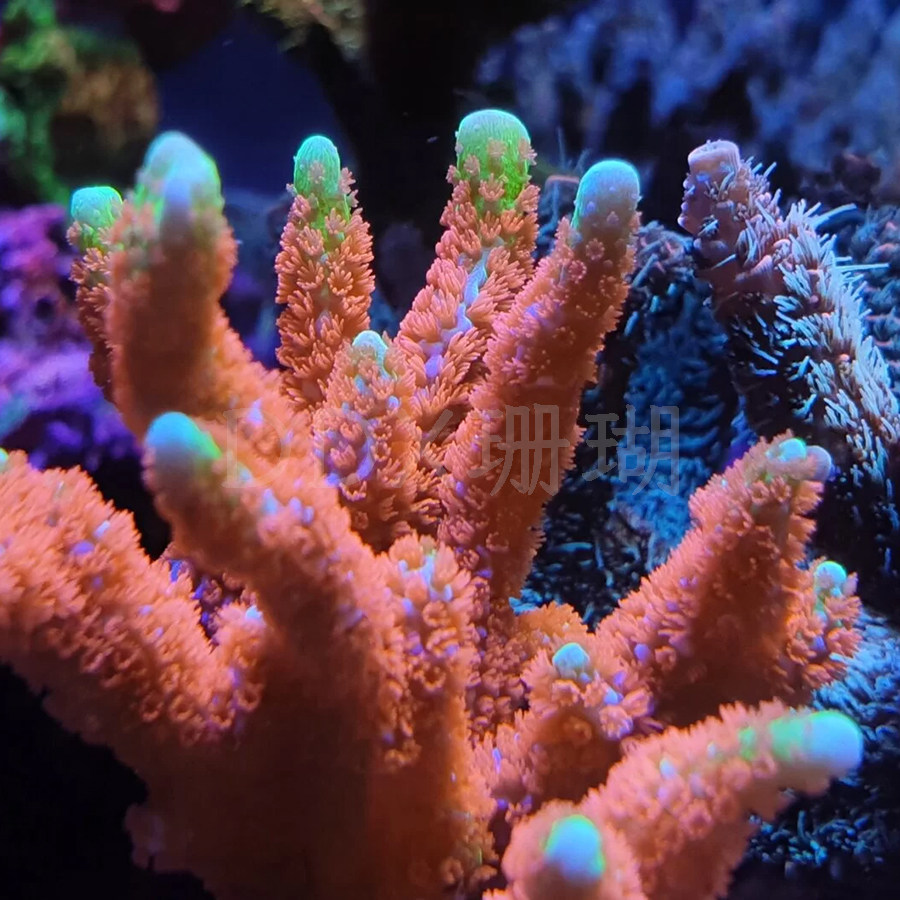 硬骨珊瑚SPS海缸硬骨好养印尼叠牙鸟巢图钉澳洲猫骨海水鱼缸,淘宝优惠券,粉丝福利购,淘宝优惠卷