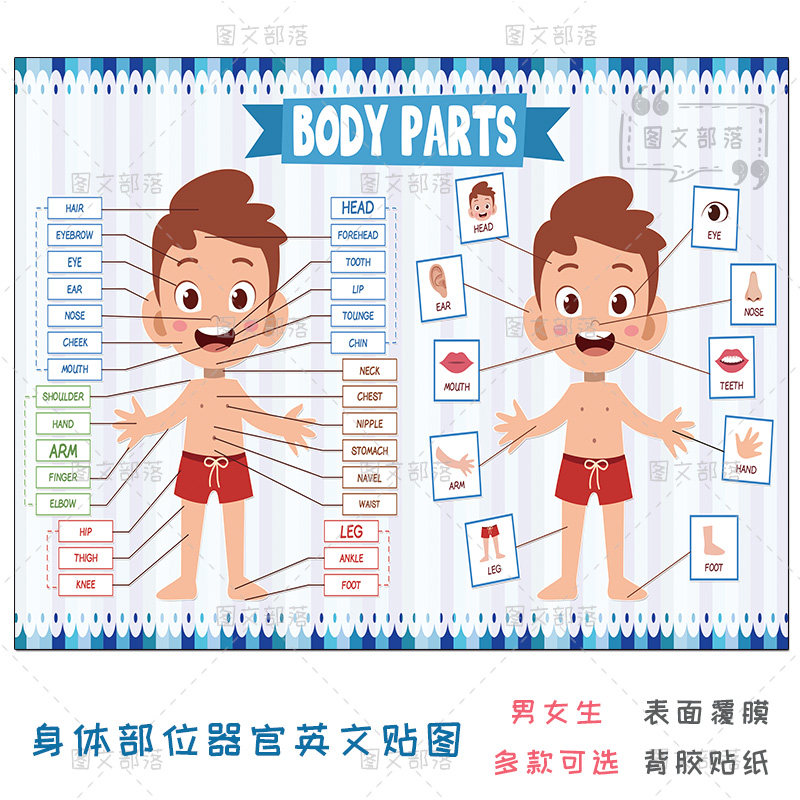 身体部位认知人体 新人首单立减十元 22年6月 淘宝海外