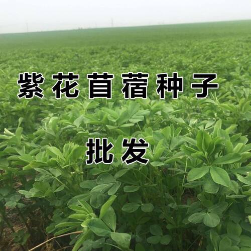紫花苜蓿草籽黑麦草四季多年生耐寒牧草种子畜牧养殖鸡鸭牛羊鱼草 - 图3