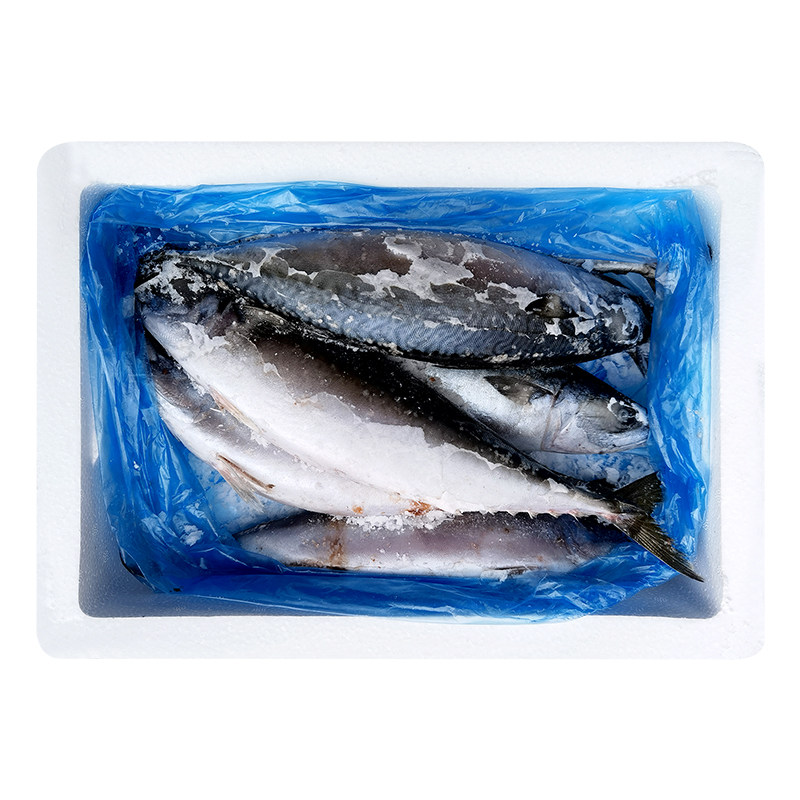 顺丰4斤鲐鲅鱼青鱼大连当地冰鲜速冻台巴鱼青占鱼花飞青花鱼鲱鱼 - 图3