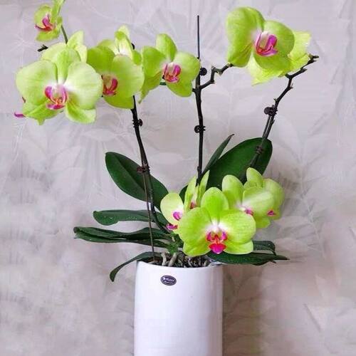 蝴蝶兰花苗带花剑带花苞盆栽兰花大苗客厅室内植物花卉四季好养活 - 图0