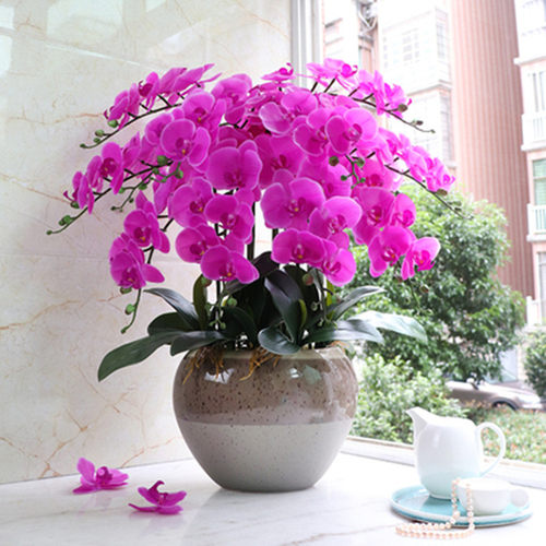 蝴蝶兰花苗带花剑带花苞盆栽兰花大苗客厅室内植物花卉四季好养活 - 图1