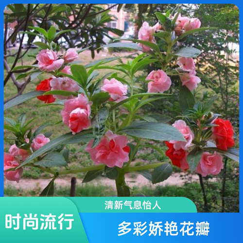 七彩凤仙花重瓣红重瓣指甲花苗急性子学生观察凤仙花懒人茶花多色 - 图3