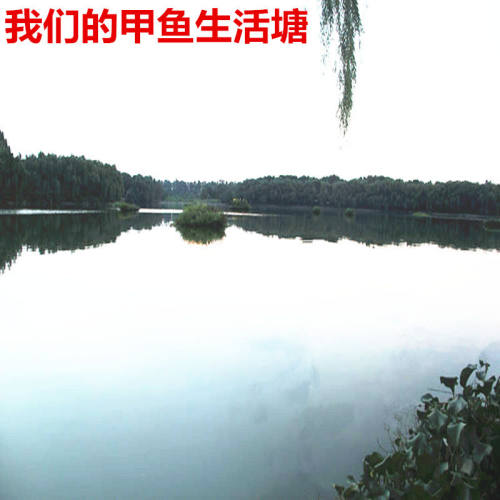 【3斤】大甲鱼活体野外生长生态外塘放养鲜活王八水鱼 团鱼中华鱼 - 图1