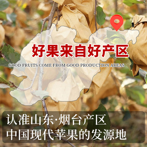 山东烟台黄金奶油富士苹果新鲜水果当季整箱现摘冰糖心包邮旗舰店 - 图1