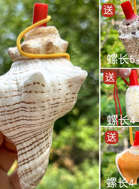 天然海螺号贝壳工艺品儿童玩具