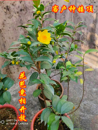 小叶四季金花茶苗树苗广西崇左大新四季开花小叶金茶花小树苗包邮 - 图0
