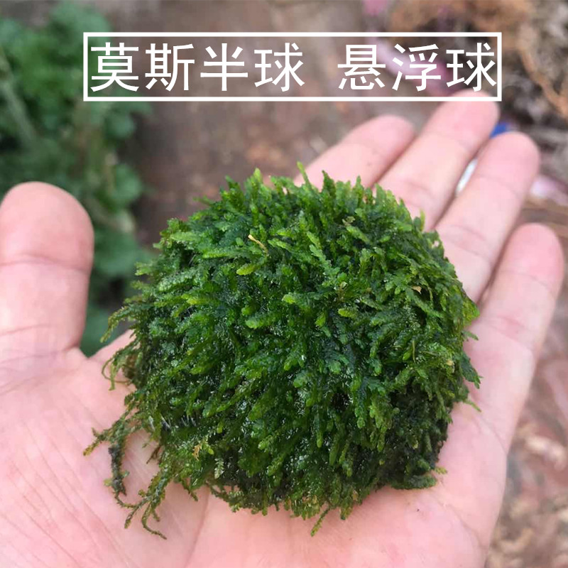 水草透明绑线尼龙线沉木杜鹃很散装莫斯水草小水榕定植鱼线-图3