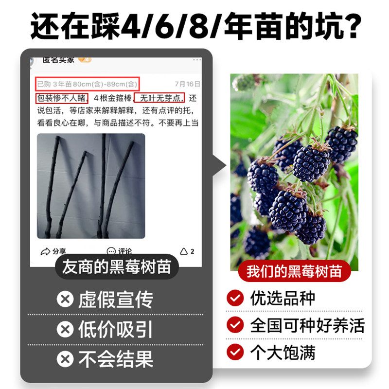 黑莓树苗树莓南方种植当年结果室内外庭院盆栽地栽水果嫁接果树苗 - 图1