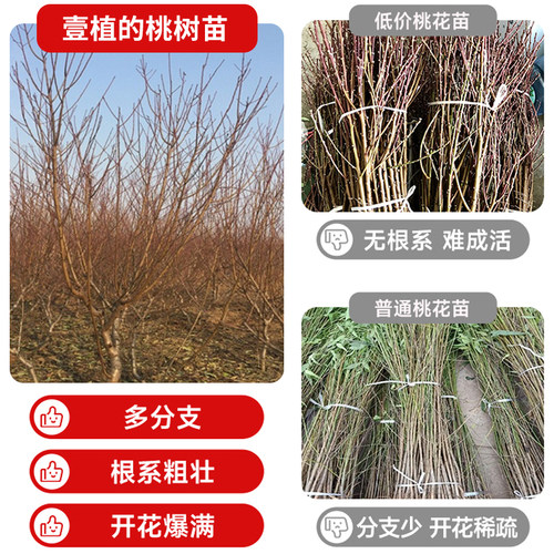 桃树风景树别墅大树木大型观赏树室外绿化庭院紫叶碧桃树盆栽活苗 - 图0