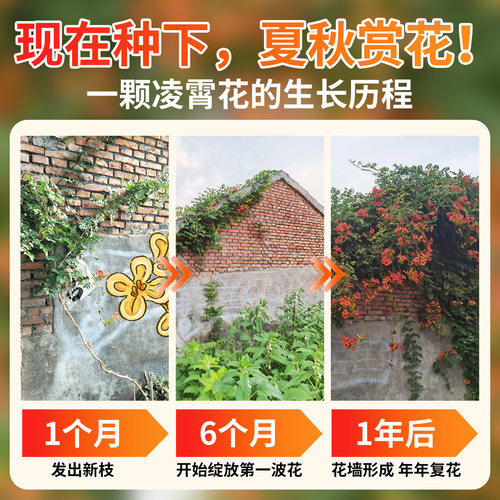 四季凌霄花爬藤大苗树苗爬藤植物特大号盆栽小苗粉色美国炮仗花 - 图2
