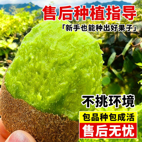 猕猴桃树果苗红心绿心软枣嫁接耐寒阳台地栽南北四季种植当年结果 - 图2