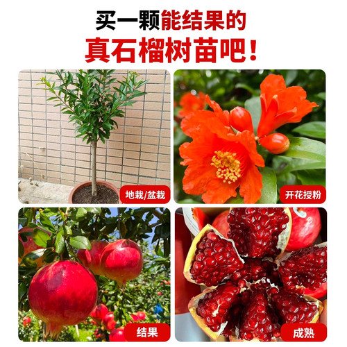 石榴树树苗突尼斯软籽盆栽地栽庭院特大带土全国四季种植当年结果 - 图2