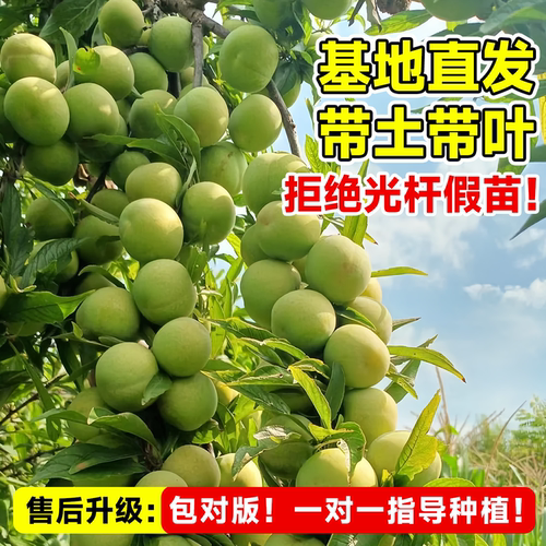 晚熟青脆李子树果苗正宗嫁接特大果苗盆栽三华李子新品种当年结果 - 图1