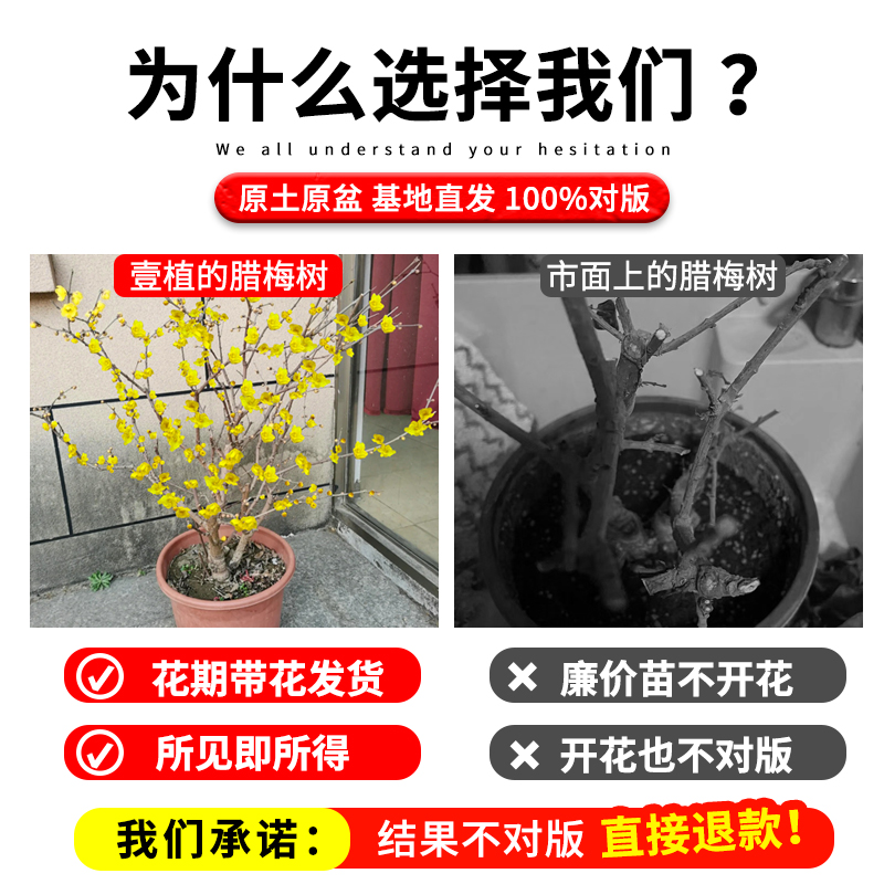 腊梅花树苗盆栽浓香型室内四季耐寒花卉阳台易活老桩盆景素心蜡梅 - 图2