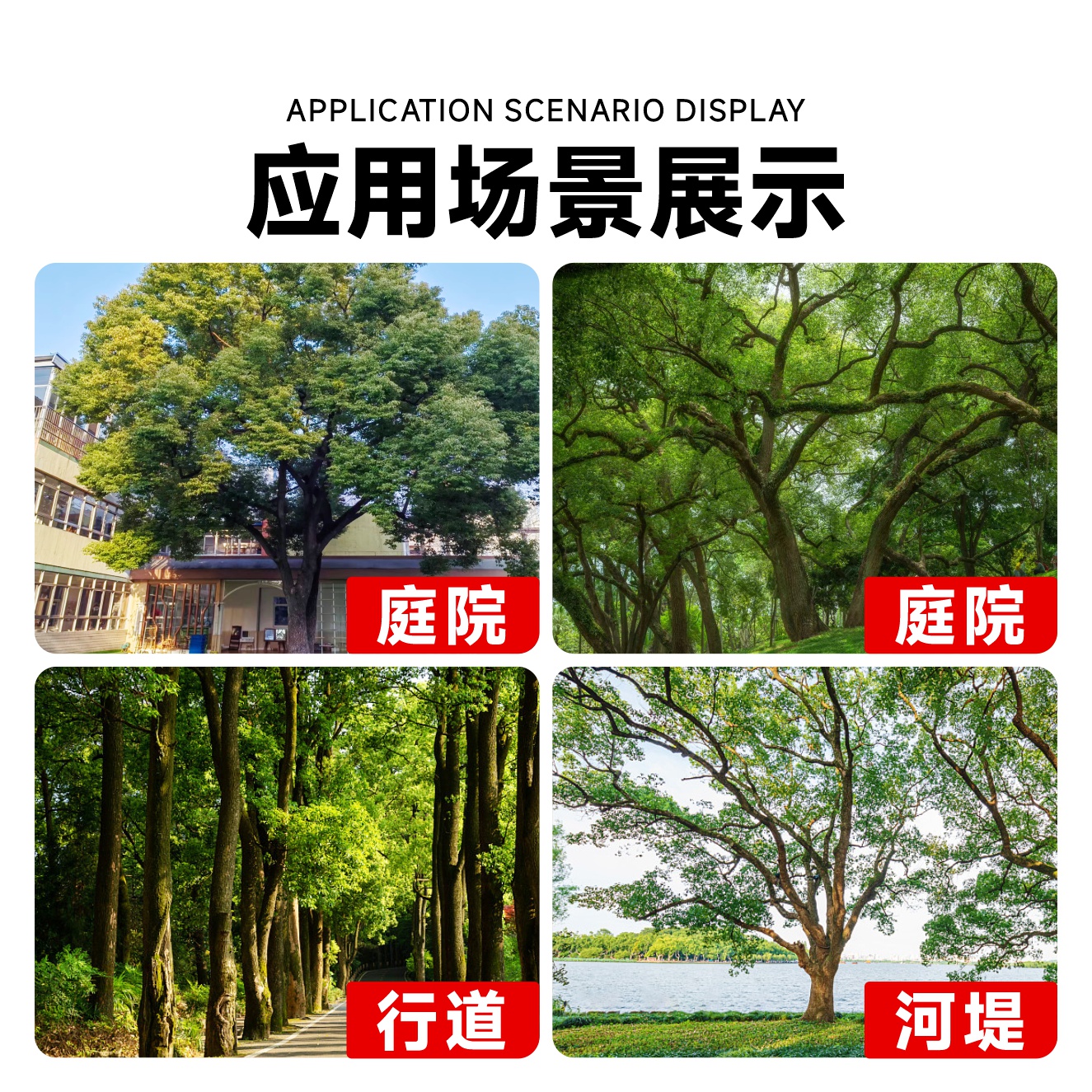 香樟树苗大树樟木庭院绿化四季常青南北方种植小叶龙脑樟驱蚊盆栽 - 图3