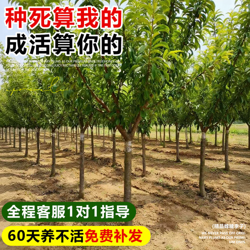 蜂糖李子树苗正宗新品种特大嫁接三华果树果苗庭院盆栽南北方种植 - 图3