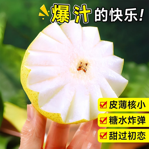 正宗梨树果苗秋月梨翠冠梨嫁接庭院地栽南北种植盆栽耐寒当年结果 - 图1