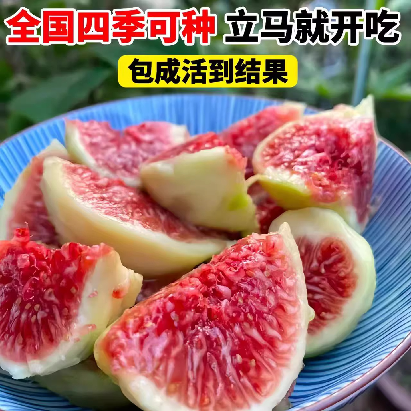 无花果树果苗特大果盆栽波姬红可食用矮化家庭南北方种植当年结果,淘宝优惠券,粉丝福利购,淘宝优惠卷
