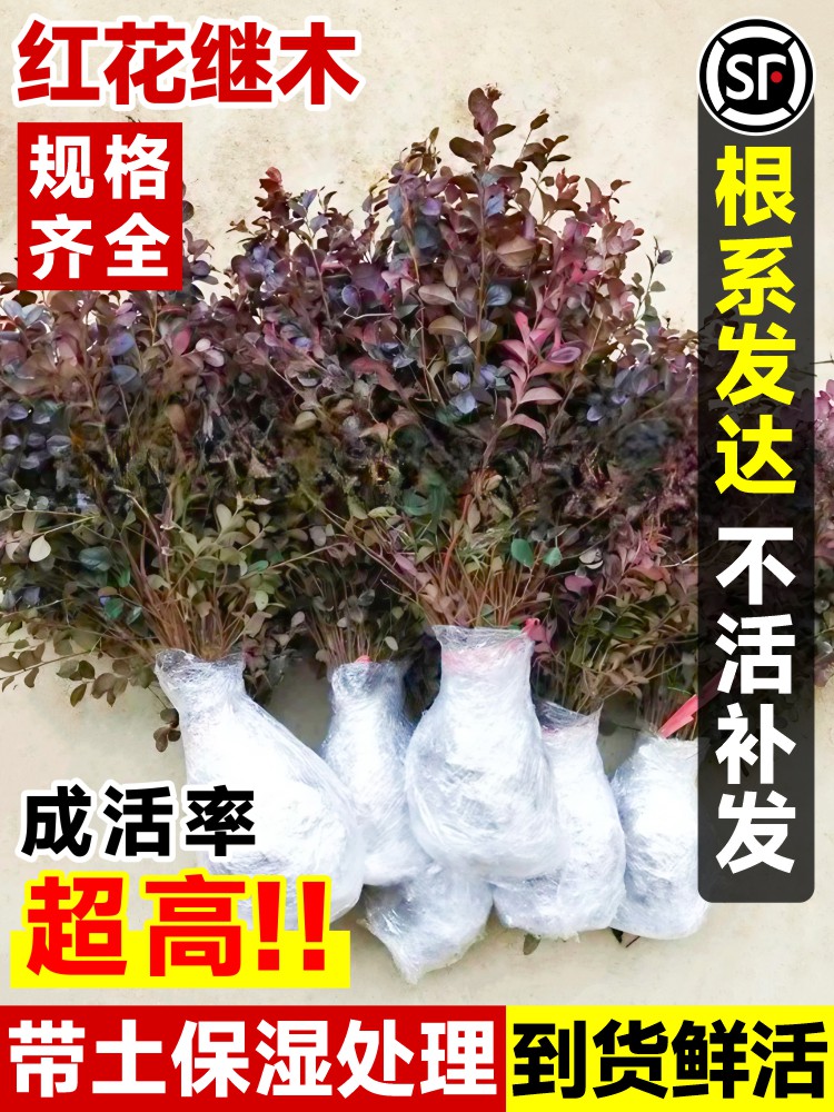 红花继木树苗老桩室外庭院地栽耐寒植物风景树绿化园林工程苗四季 - 图0