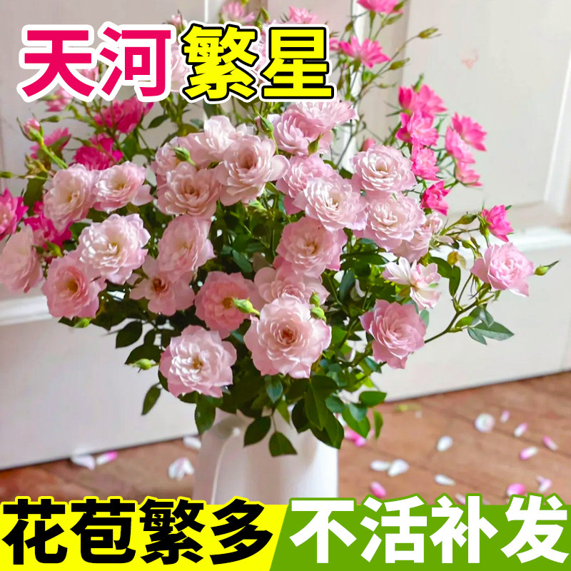 天荷繁星微型月季花苗多头灌木玫瑰蔷薇室内阳台四季开花花卉盆栽,淘宝优惠券,粉丝福利购,淘宝优惠卷