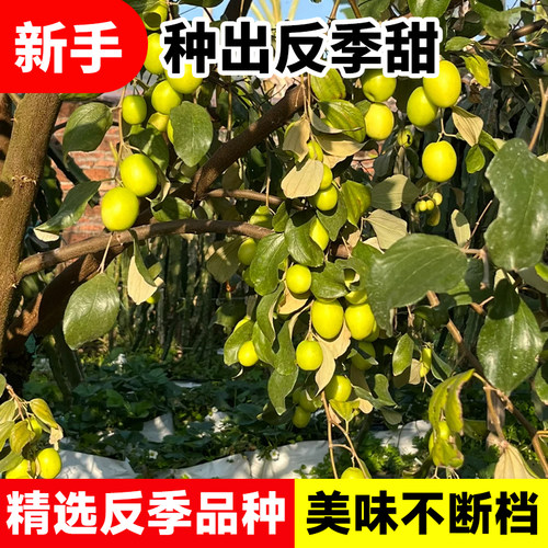 枣树活苗特大牛奶青枣嫁接特大南北方种植庭院冰糖枣树果树苗盆栽 - 图1
