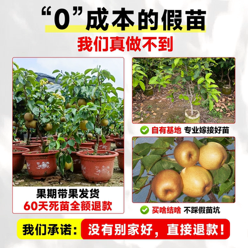 苹果梨树果苗秋月梨嫁接特大果苗树苗南北方庭院地栽盆栽当年结果 - 图1