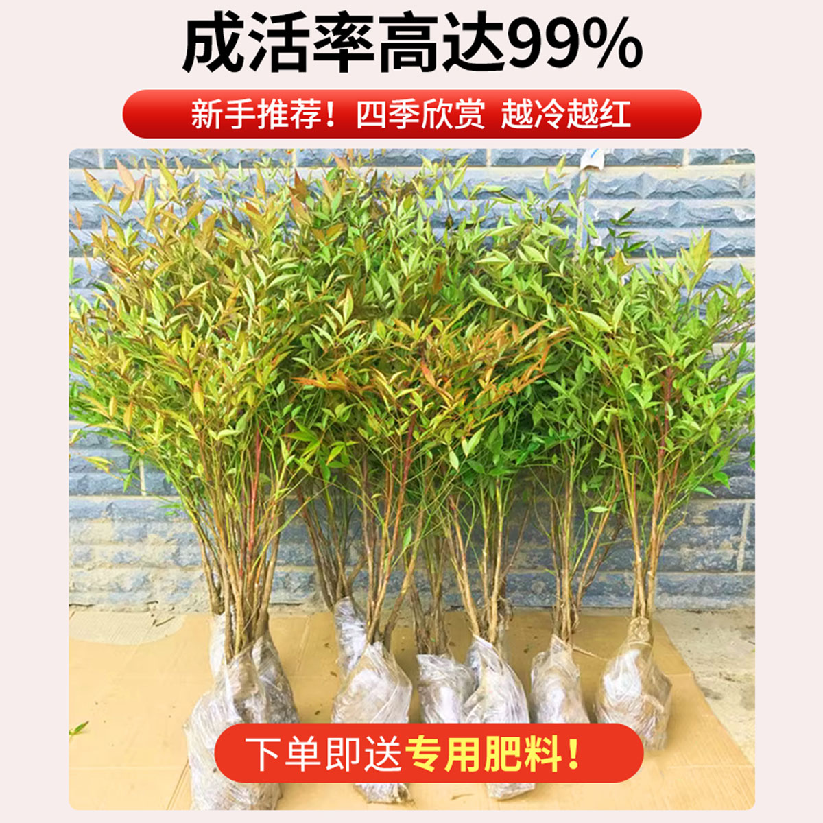 南天竹盆栽土培树苗真树水培绿植老桩客厅盆景造型水养带根火焰红 - 图1